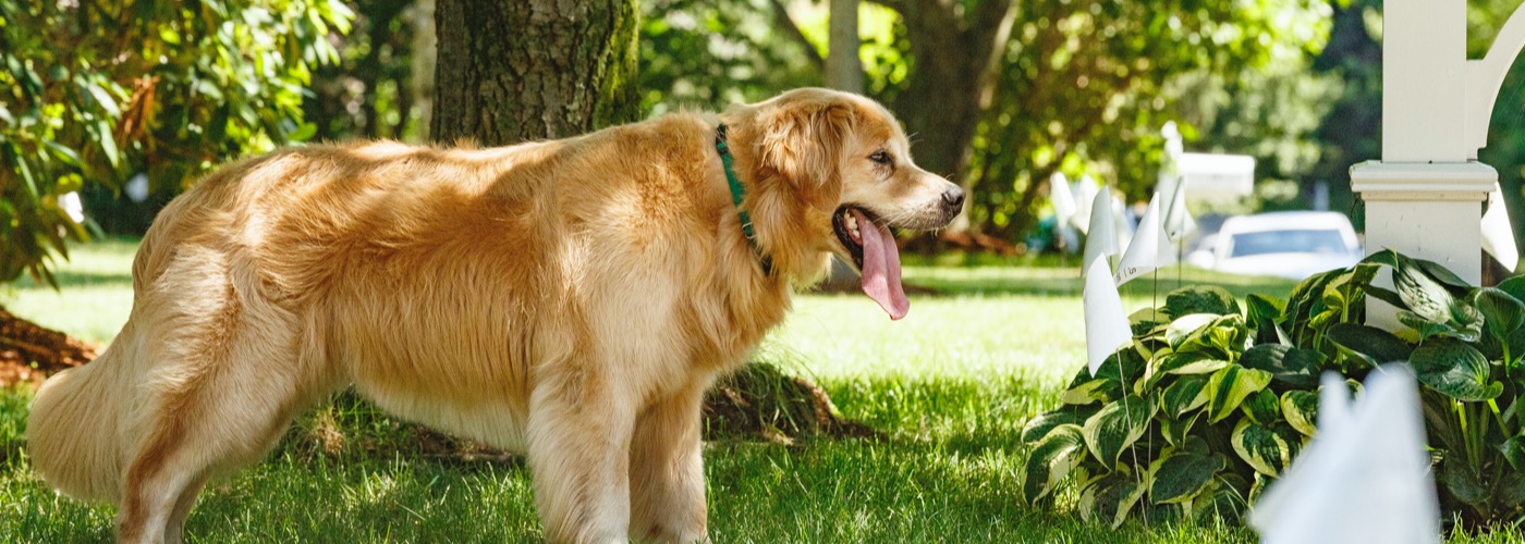 DogWatch of the Triangle, Garner, North Carolina | Outdoor Hidden Dog Fences Slider Image