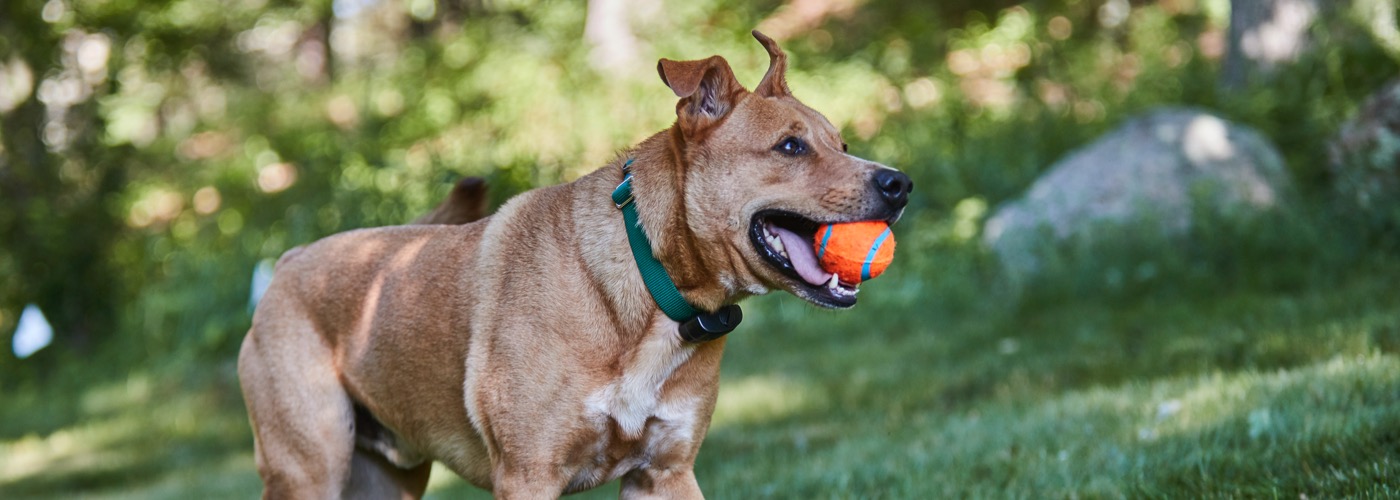 DogWatch of the Triangle, Garner, North Carolina | ProFenceX Slider Image